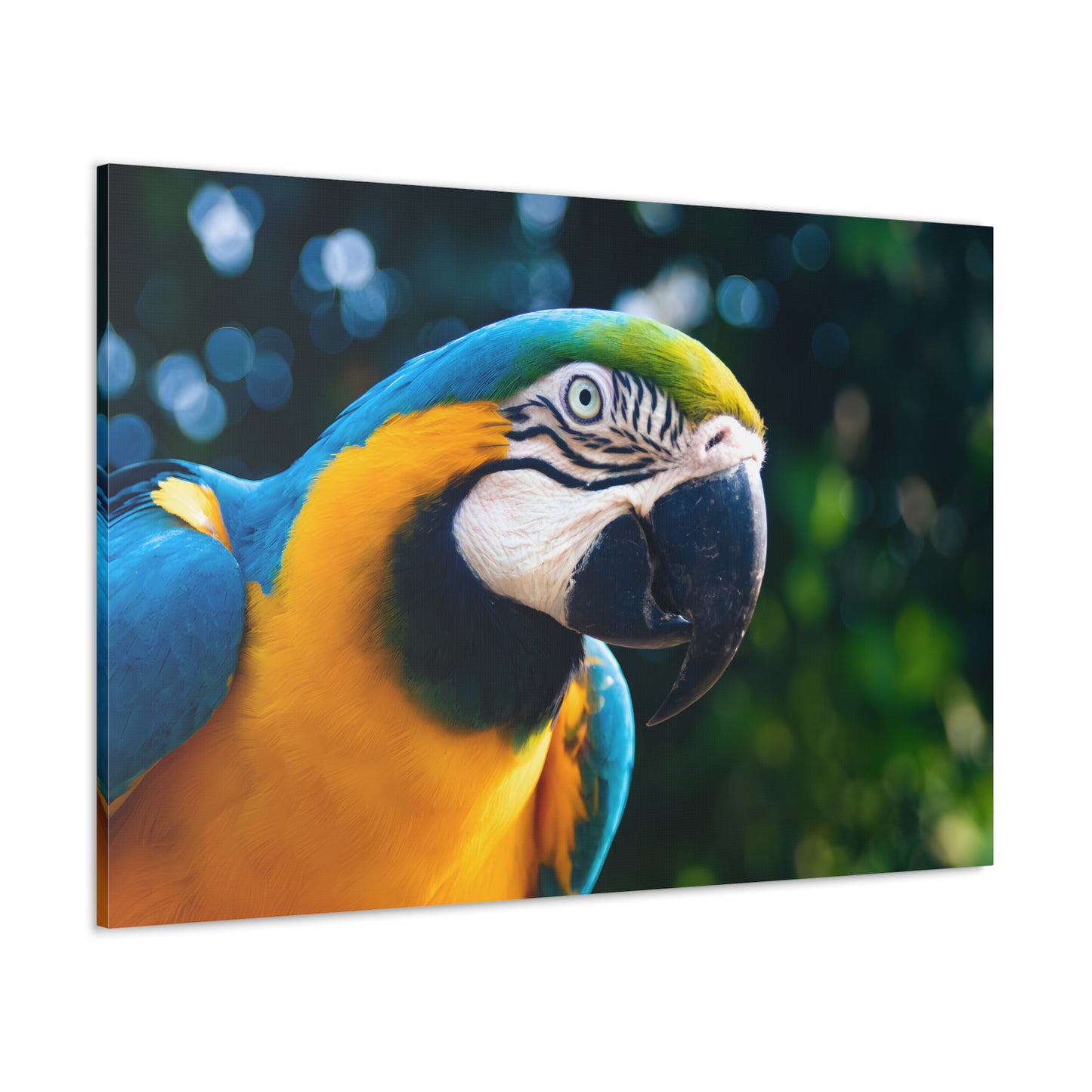 Majestic Male Parrot