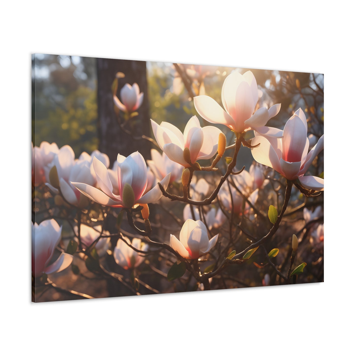 Magnolias At Sunrise