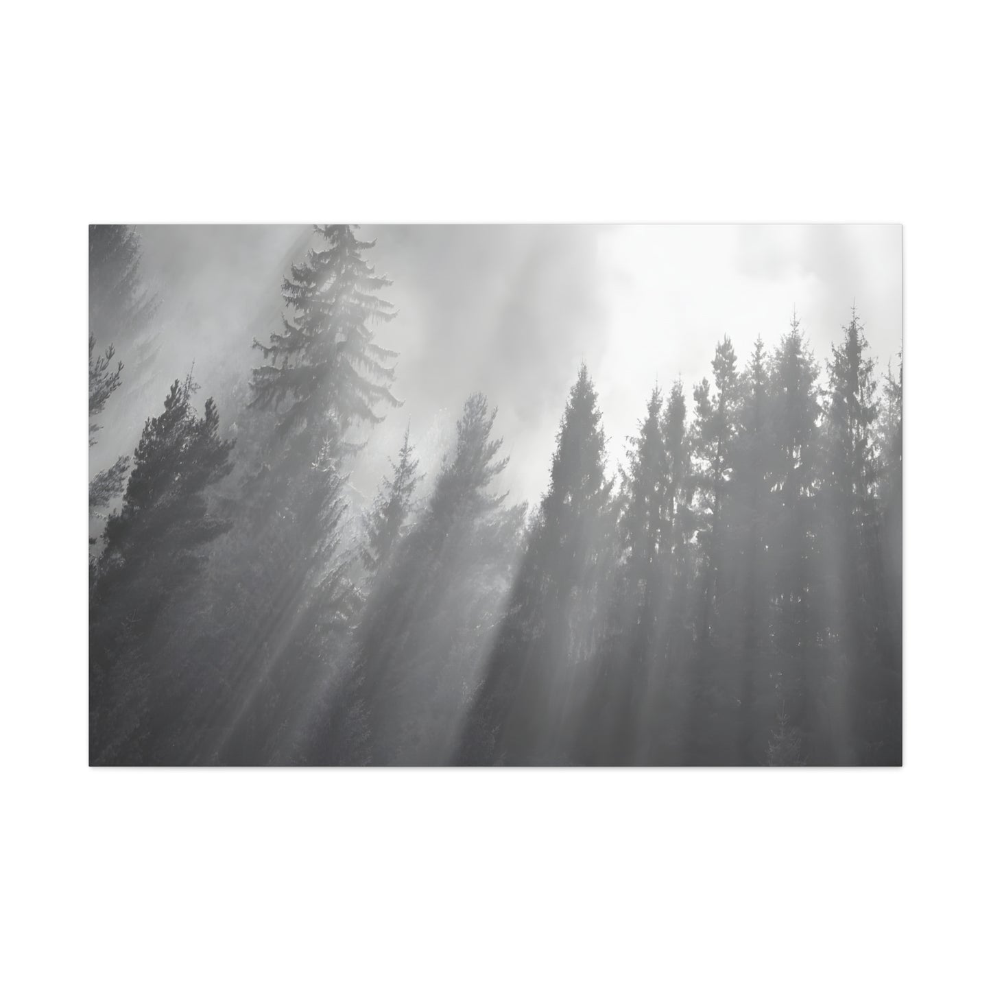 Tall Trees