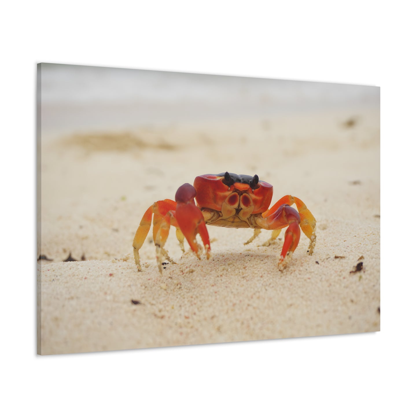 Sun Crab