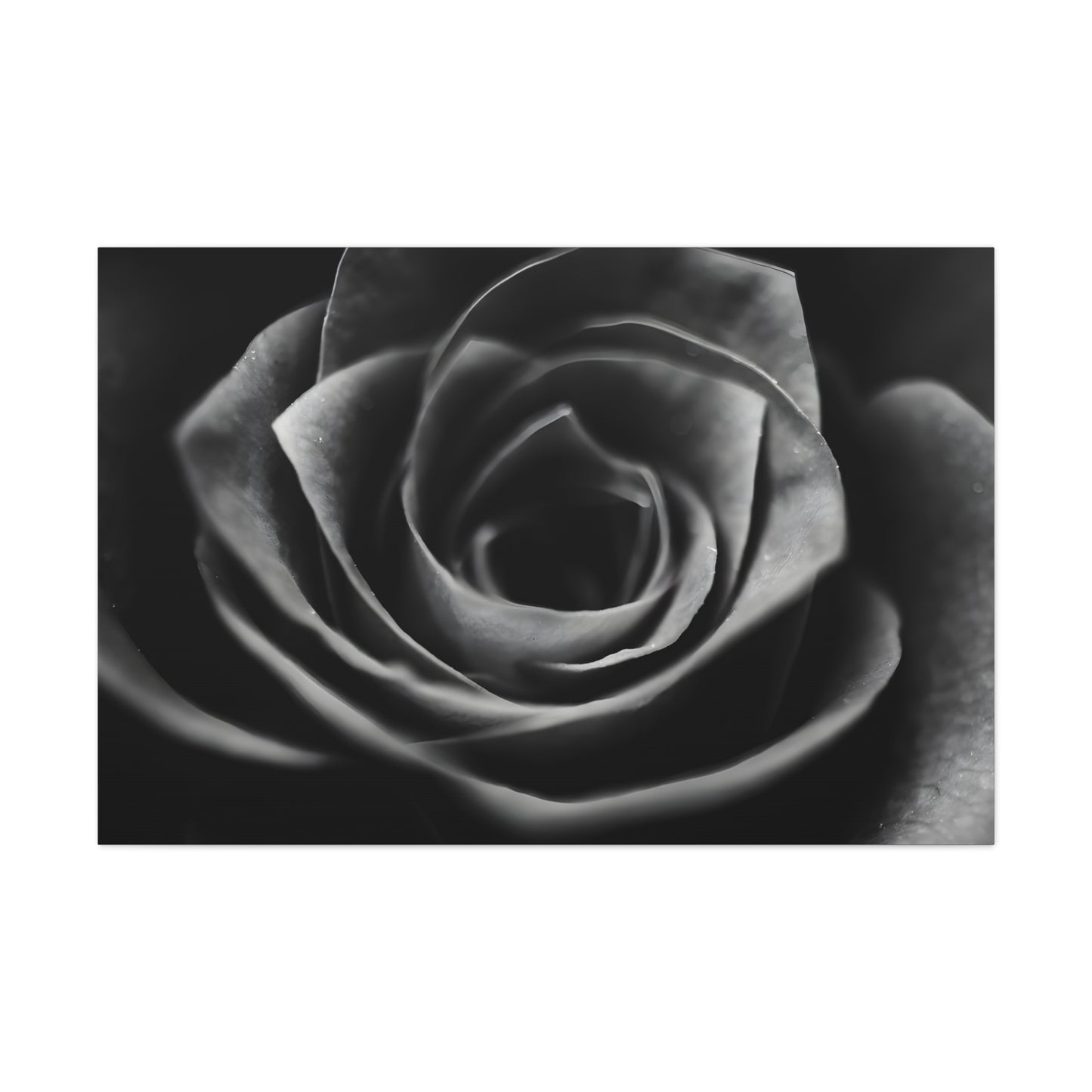 Kiss from a Rose