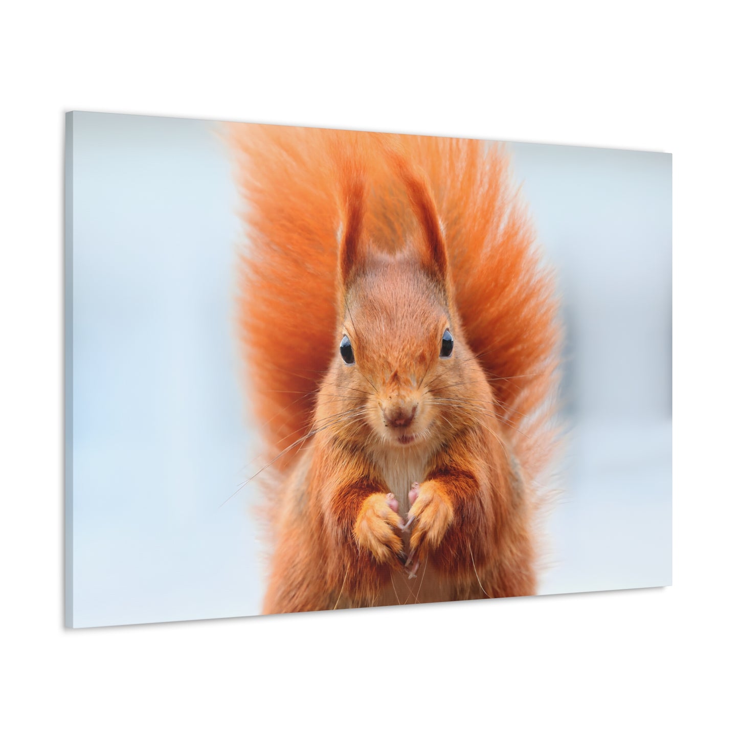 Orange Squirrel