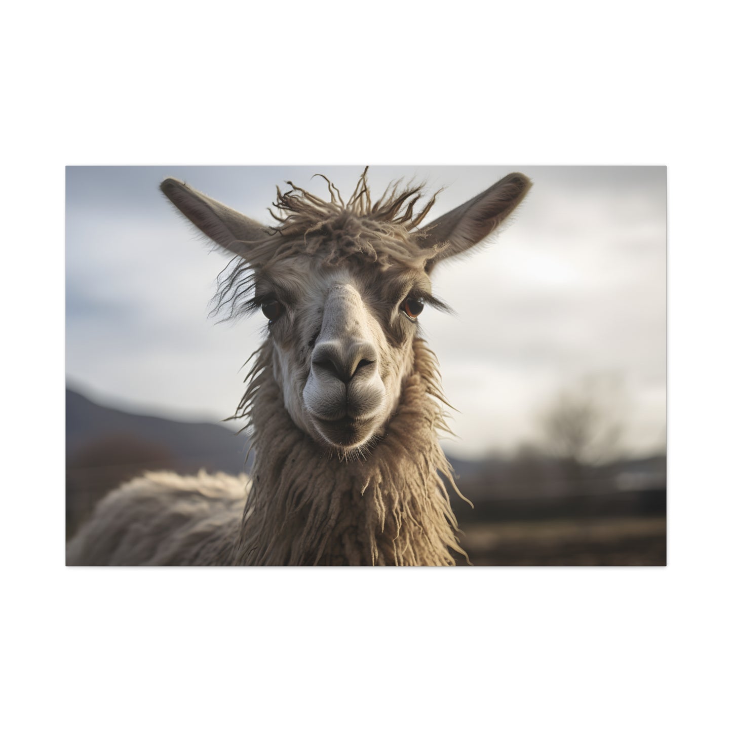 Curious Llama