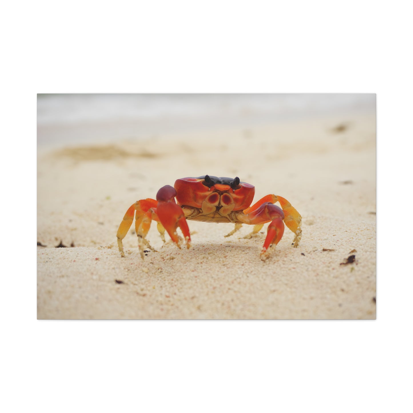 Sun Crab