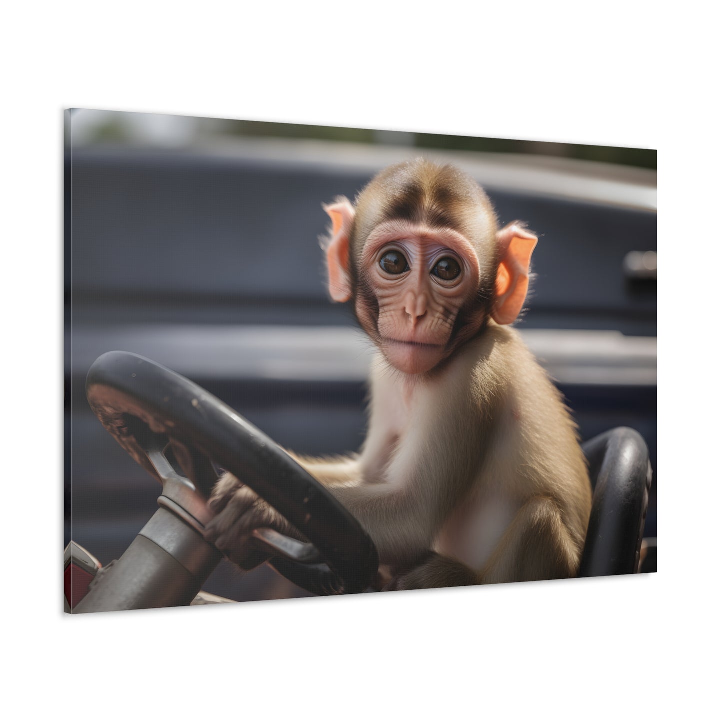 Young Monkey Driving Jeep