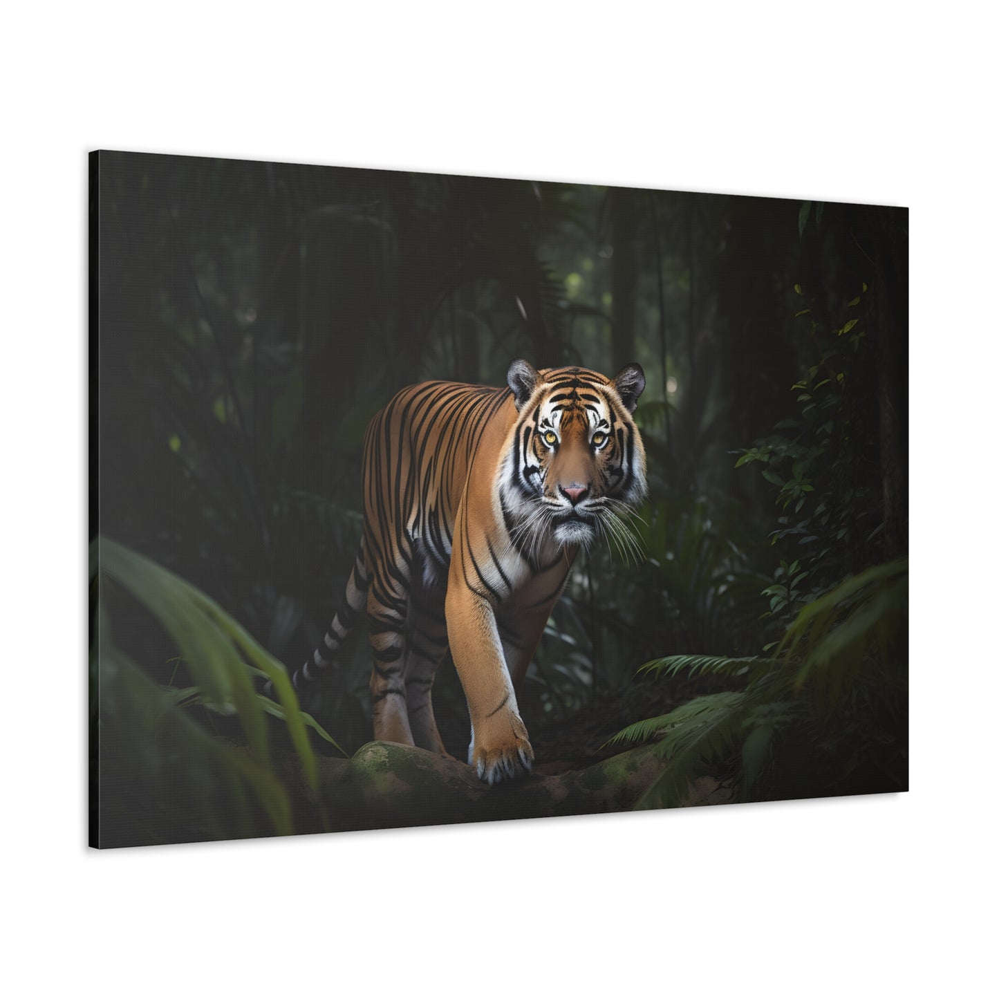 Tiger (Alpha Male)