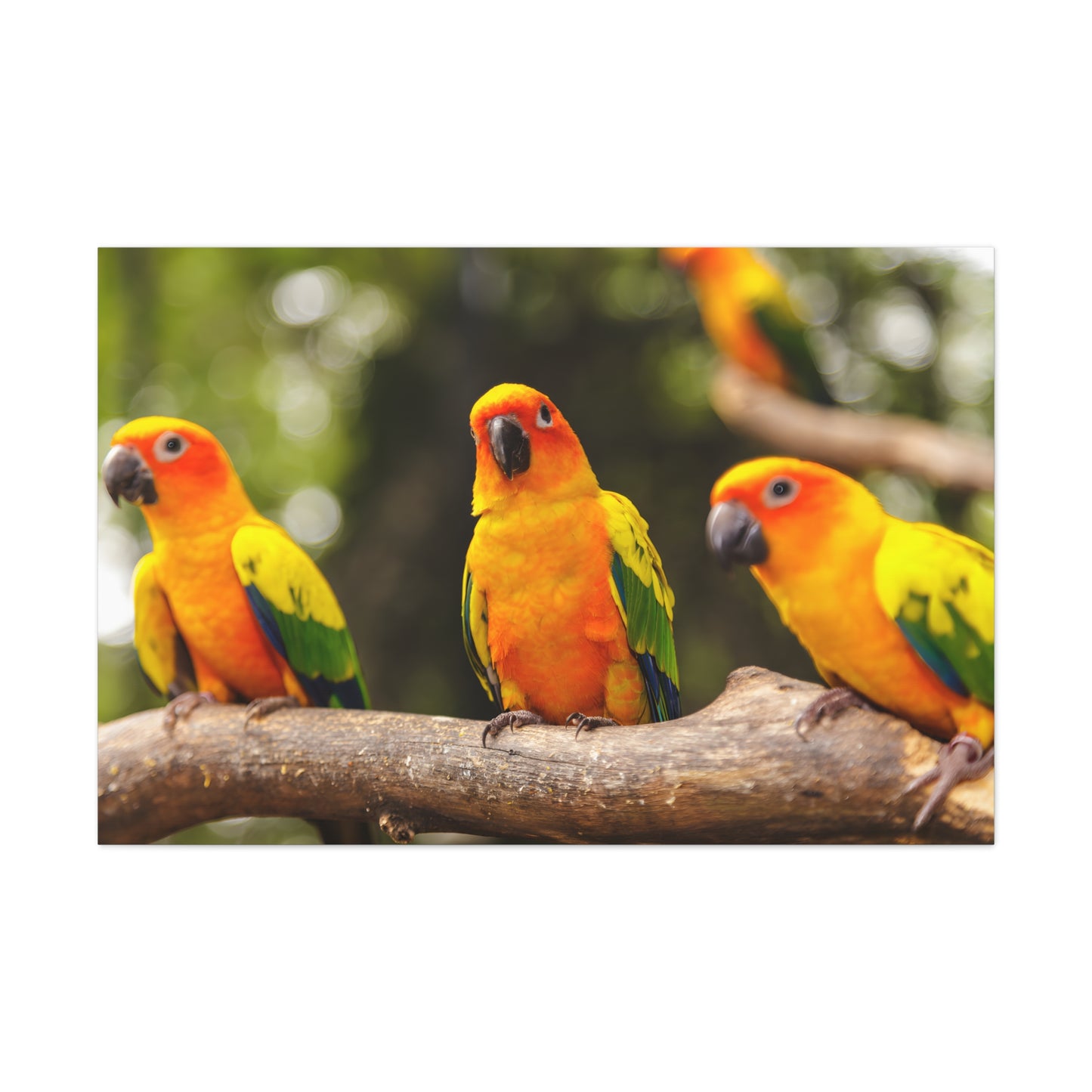 Parakeets