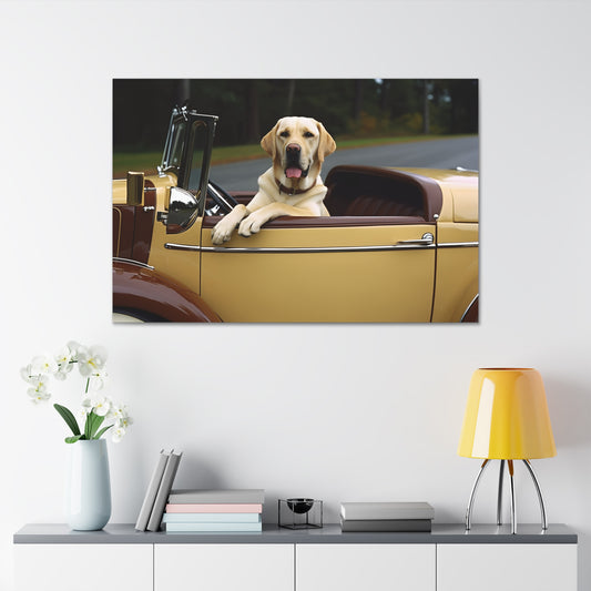 Golden Labrador