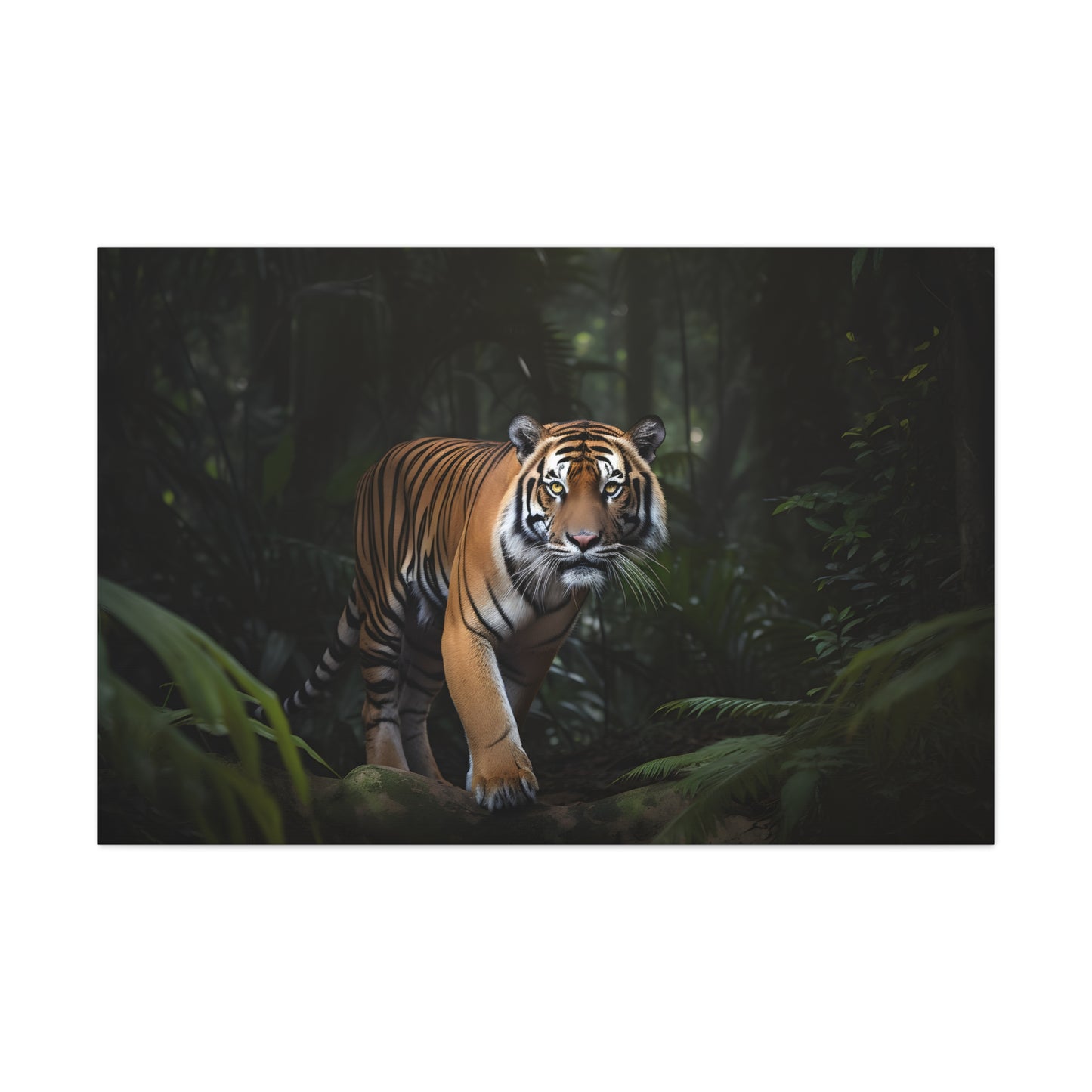 Tiger (Alpha Male)